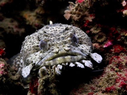 A spotted fish Gulf toadfish (Opsanus beta) between rocks. Dive site Anna's Reef, Destin,