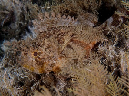 A Feathered Black scorpionfish (Scorpaena grandicornis), Scorpaena, hides in the brown seagrass.