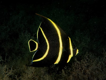 A black and yellow juvenile French angelfish (Pomacanthus paru) in the dark water. Dive site Blue