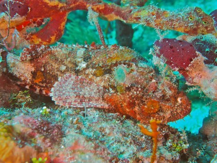 A perfectly camouflaged stonefish Banded scorpionfish (Scorpaena plumieri) in its environment. Dive