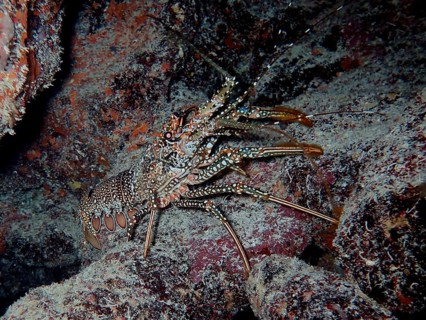 A camouflaged spotted crayfish (Panulirus guttatus) between rocks in the underwater habitat. Dive