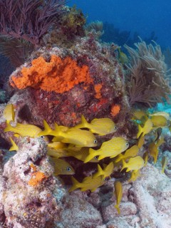 Yellow French grunts (Haemulon flavolineatum) swim around a coral reef in clear water. Dive site
