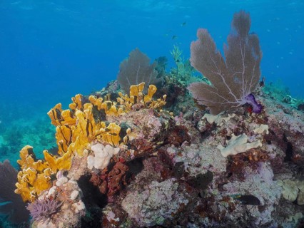 Various coral species, including fire coral (Millepora complanata) and Venus fan (Gorgonia