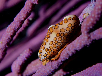 Flamingo tongue (Cyphoma gibbosum) on purple bush coral, at night. Dive site John Pennekamp Coral