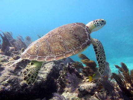A Hawksbill sea turtle (Eretmochelys imbricata imbricata) swims over a coral reef. Dive site John