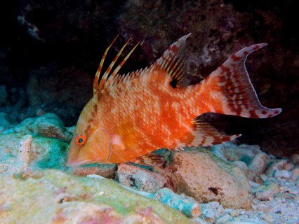 An orange fish with distinctive spines, boar wrasse (Lachnolaimus maximus), swims on the seabed.