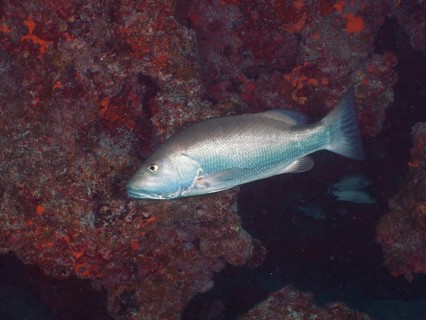 A Cubera snapper (Lutjanus cyanopterus) swims close to a rocky coral reef wall. Dive site John