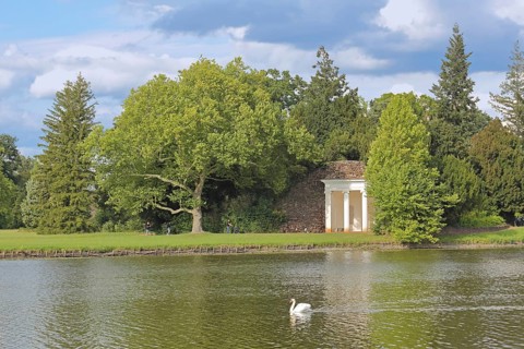 Classicist temple on the shore of Lake Wörlitz, mute swan, swimming, landscape, UNESCO, landscape
