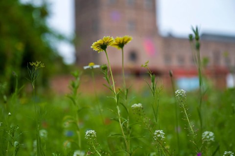 Blooming meadow in front of Malakow tower and engine house, LWL Museum, former mine, Hanover