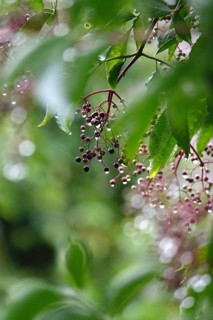 Elderberries (Sambucus nigra) after a rain, summer, Germany