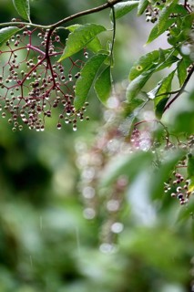 Elderberries (Sambucus nigra) after a rain, summer, Germany