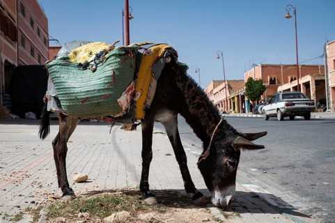 A laden donkey stands on the sidewalk in a Berber town, Morocco