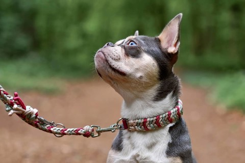 Lilac orange tan French Bulldog dog with long healthy nose, paracord collar and leash in forest