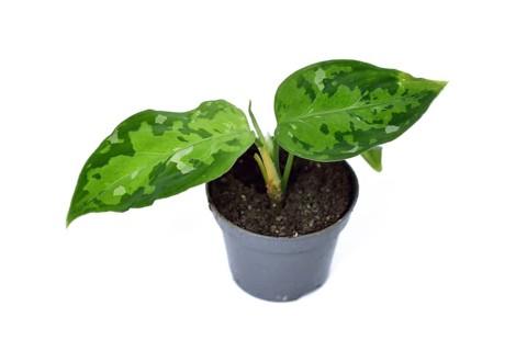 Small Aglaonema pictum tricolor houseplant with camouflage patterned leaves with dark green, light