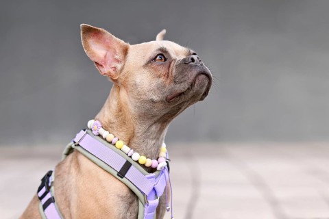 Portrait of blue fawn French Bulldog with long healthy nose wearing a dog harness and EM ceramics