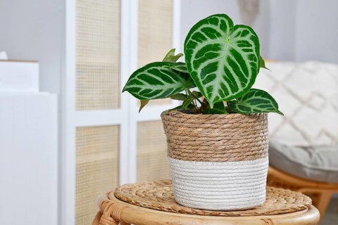 Small potted exotic 'Silver Blush Anthurium Crystallinum' houseplant with beautiful lace pattern on