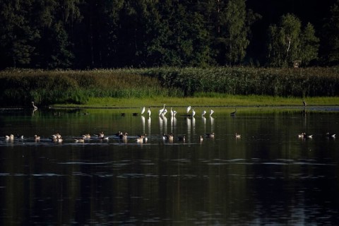 Great White Egret, Lusatian Pond Landscape, Summer, Saxony, Germany
