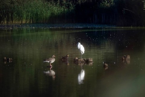 Great White Egret, Cormorant and Greylag Goose, Lusatian Pond Landscape, Summer, Saxony, Germany
