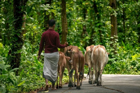 A shepherd walking cattle down a forest road, surrounded by nature, Dhaka, Bangladesh