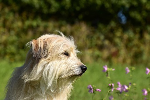 Portrait of a light-coloured mixed-breed dog with long fur from animal welfare lying in a meadow