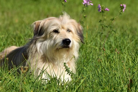 Portrait of a light-coloured mixed-breed dog with long fur from animal welfare lying in a meadow