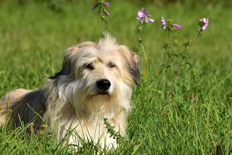 Portrait of a light-coloured mixed-breed dog with long fur from animal welfare lying in a meadow