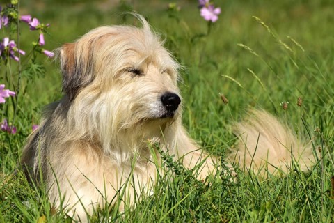Portrait of a light-coloured mixed-breed dog with long fur from animal welfare lying in a meadow