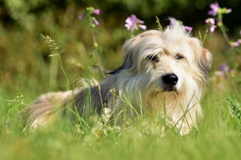 Portrait of a light-coloured mixed-breed dog with long fur from animal welfare lying in a meadow