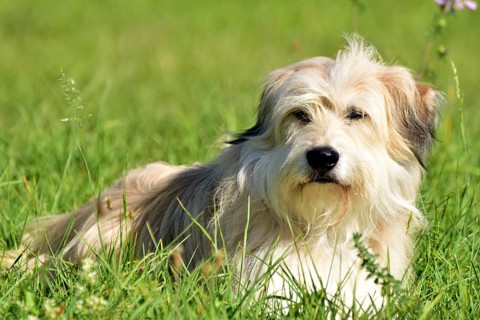 Portrait of a light-coloured mixed-breed dog with long fur from animal welfare lying in a meadow