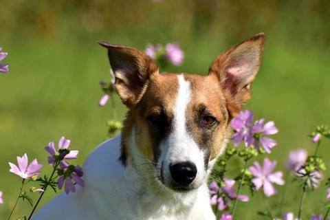 Portrait of a pied mixed-breed dog with short fur and very large ears from animal welfare in front