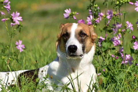 Portrait of a pied mixed-breed dog with short fur from animal welfare in front of a background of