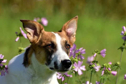 Portrait of a pied mixed-breed dog with short fur and very large ears from animal welfare in front