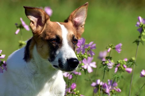 Portrait of a pied mixed-breed dog with short fur and very large ears from animal welfare in front
