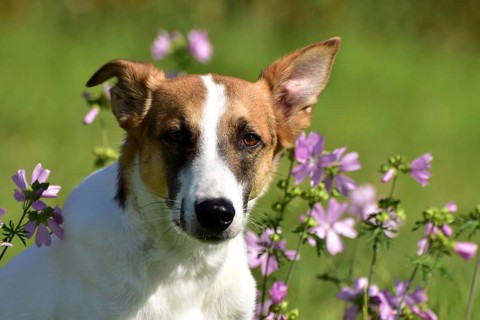 Portrait of a pied mixed-breed dog with short fur and very large ears from animal welfare in front