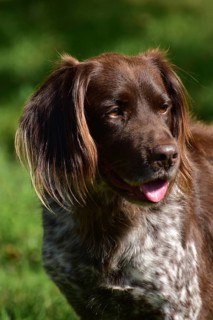 Portrait of a male dog of the Small Munsterlander breed against a green background,