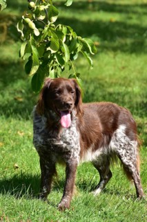 Portrait of a male dog of the Small Munsterlander breed against a green background,