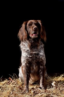 Portrait of a male dog of the Small Munsterlander breed against a black background,