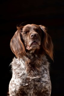 Portrait of a male dog of the Small Munsterlander breed against a black background,