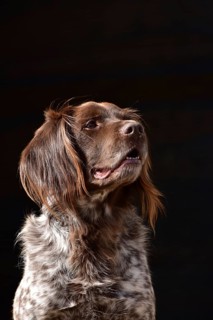 Portrait of a male dog of the Small Munsterlander breed against a black background,