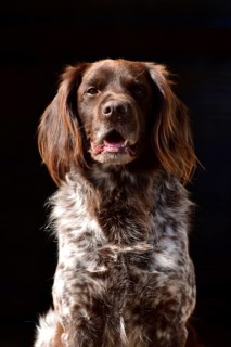 Portrait of a male dog of the Small Munsterlander breed against a black background,
