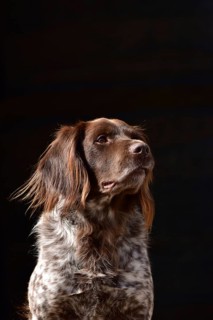 Portrait of a male dog of the Small Munsterlander breed against a black background,