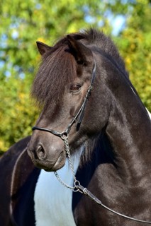 Portrait of a black piebald Icelandic gelding with show halter in front of a green background,