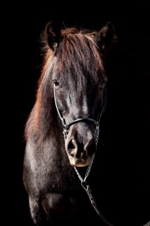 Portrait of an old black Icelandic gelding with show halter in front of a dark background,
