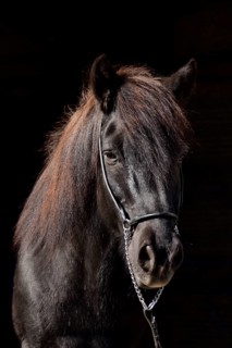 Portrait of an old black Icelandic gelding with show halter in front of a dark background,
