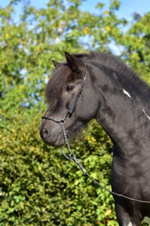 Portrait of a black piebald Icelandic gelding with show halter in front of a green background,