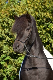 Portrait of a black piebald Icelandic gelding with show halter in front of a green background,