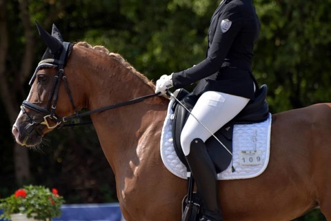 Close-up of horse's head and neck in profile with braided mane during a dressage competition at a