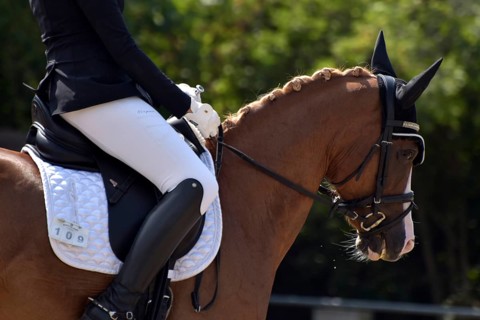 Close-up of horse's head and neck in profile with braided mane during a dressage competition at a