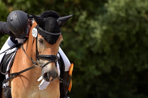 Close-up of a dressage competition at a horse show with typical equipment of rider and horse and a