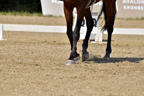 Close-up of a dressage test at a horse show with focus on legs and hooves as well as the ground in